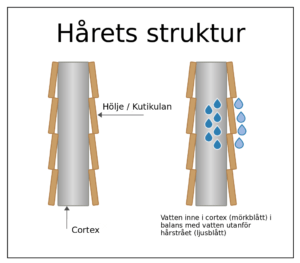 Hårets struktur