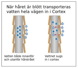 När håret är blött transporteras vatten hela vägen in i cortex